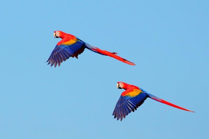 From San José: Carara National Park and Tárcoles River Tour