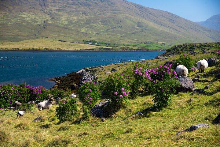Galway to Connemara National Park Day Tour