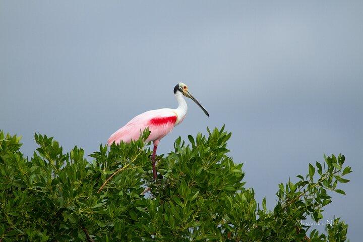 6hrs of Sailing in Bacalar Lagoon: discover Cenotes, Islands and Stromatolites.