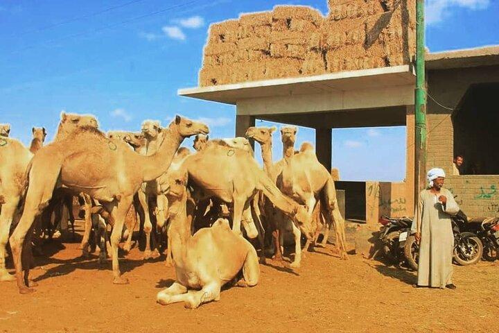 Private Day Tour to Camel Market of Birqash In Cairo