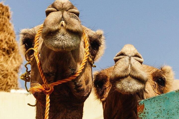 Private Day Tour to Camel Market of Birqash In Cairo