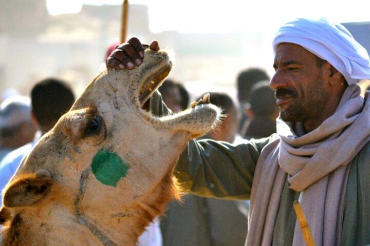 Private Day Tour to Camel Market of Birqash In Cairo