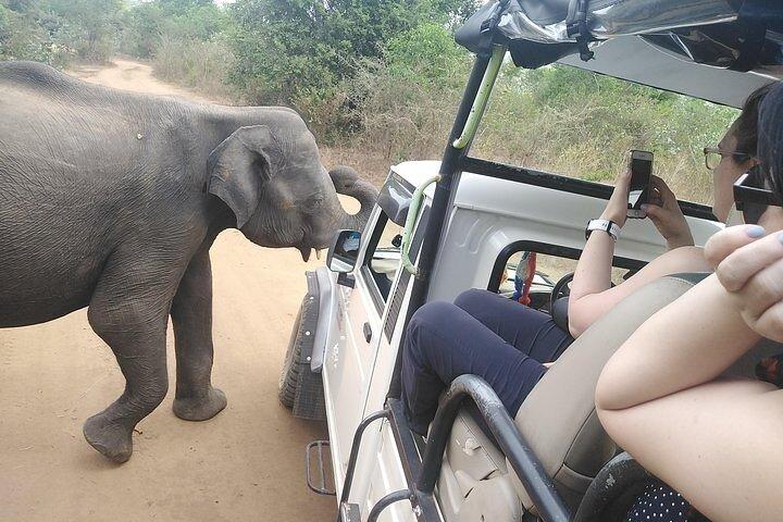 Udawalawa Safari tour - All inclusive day tour (Group)