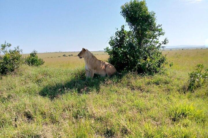 3-day Amboseli National Park Safari with Private Lodge Stay