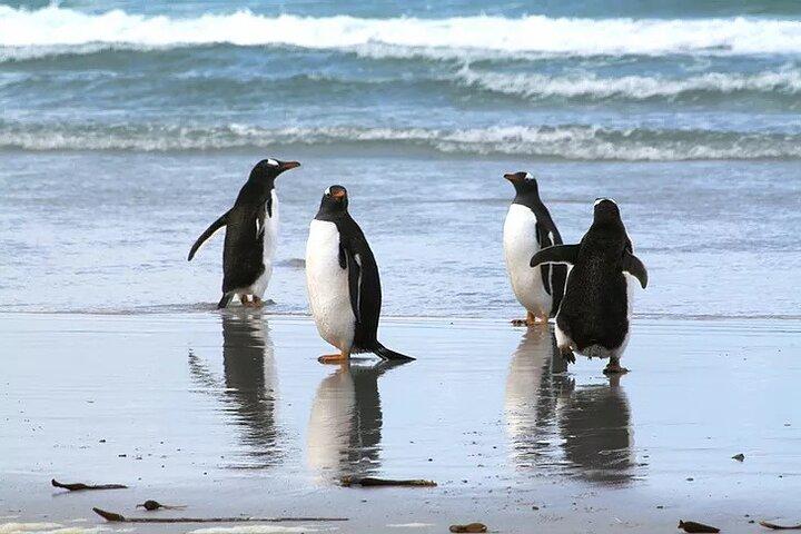 Volunteer Point in Falkland Islands