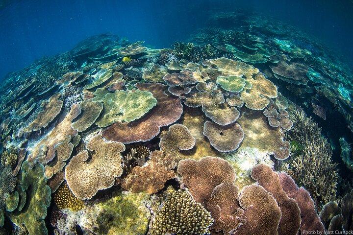 Great Barrier Reef and MOUA Cruise from Townsville or Magnetic Island