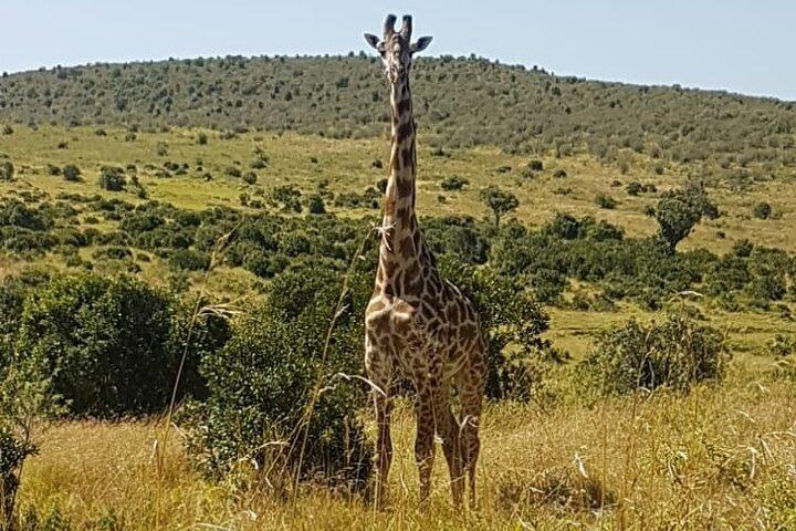 Day trip to Lake Nakuru National Park from 0600hrs(am) to 1900hrs(pm).