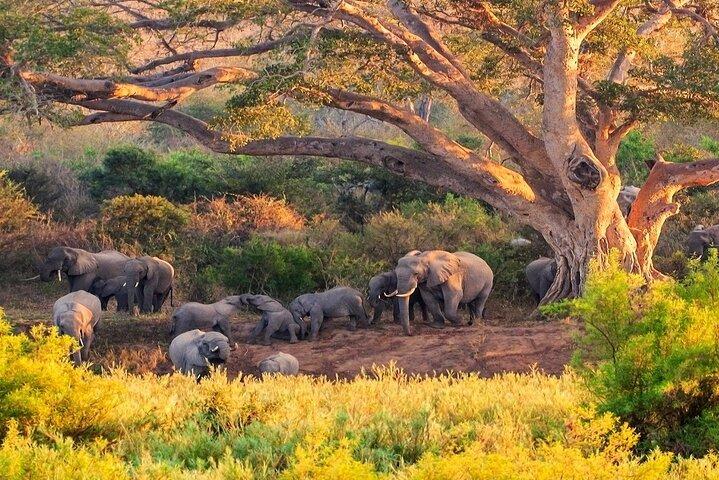 Kruger National Park. 2 Days Best Ever Safari from Cape Town