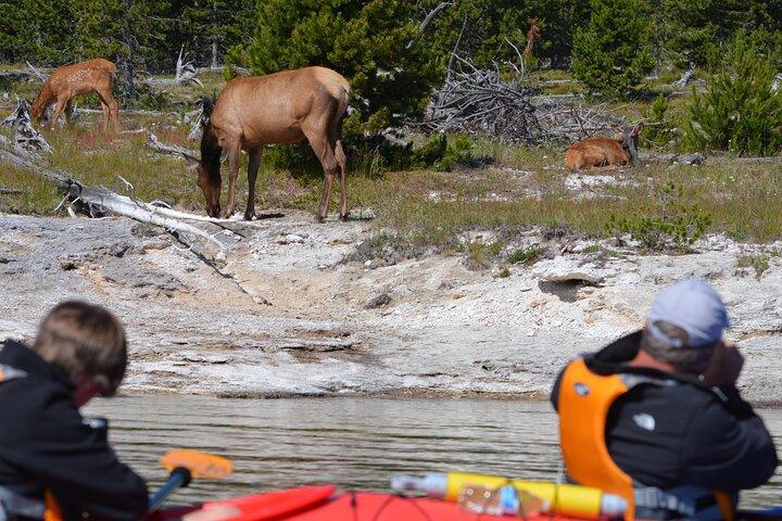 Lake Yellowstone Half Day Kayak Tours Past Geothermal Features