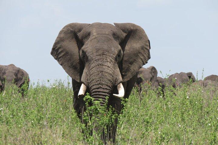 9 Days Safari To See Great Migration Crossing