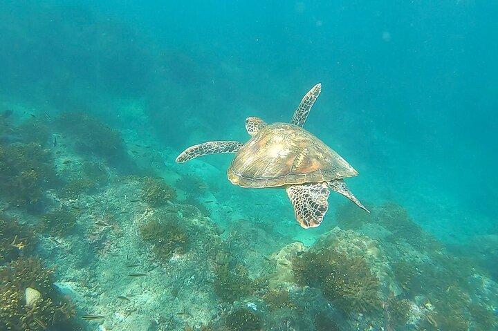Pacheco Tours - Snorkeling Tour in Caño Island from Drake Bay