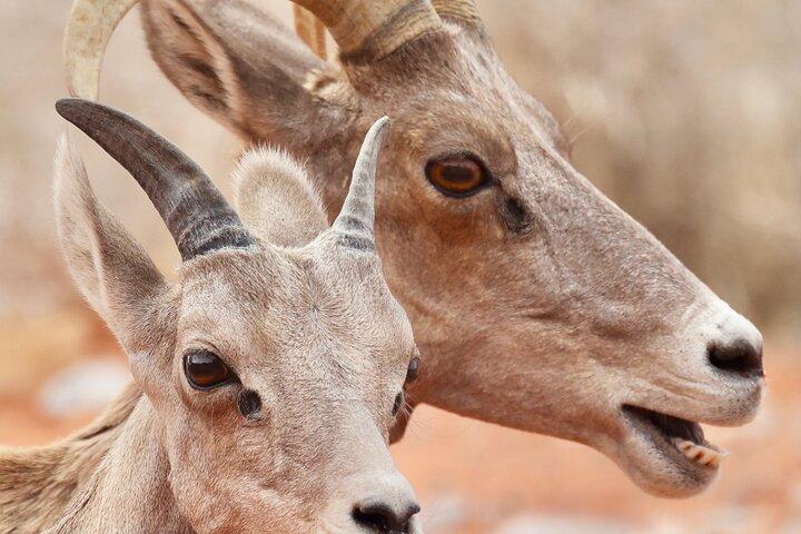Valley of Fire and Red Rock Canyon Day Tour from Las Vegas