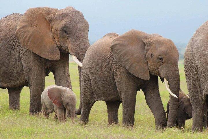 6-Day Group Joining Safari- Nairobi, Nakuru, Naivasha & Amboseli