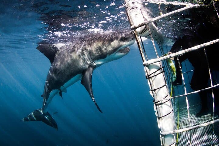 From Cape Town: Shark Cage Diving Private Boat Tour to Gansbaai