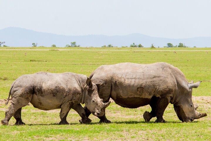1-Day Ol Pejeta Conservancy Safari