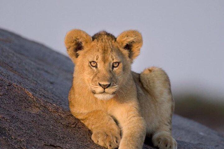 7-Day Affordable Tanzania Safari Experience