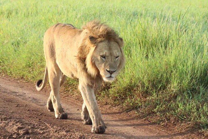 7-Day Affordable Tanzania Safari Experience