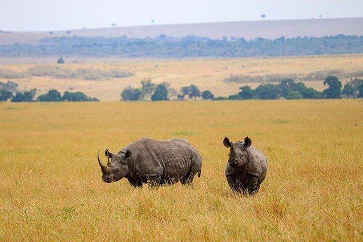 7-Day Affordable Tanzania Safari Experience