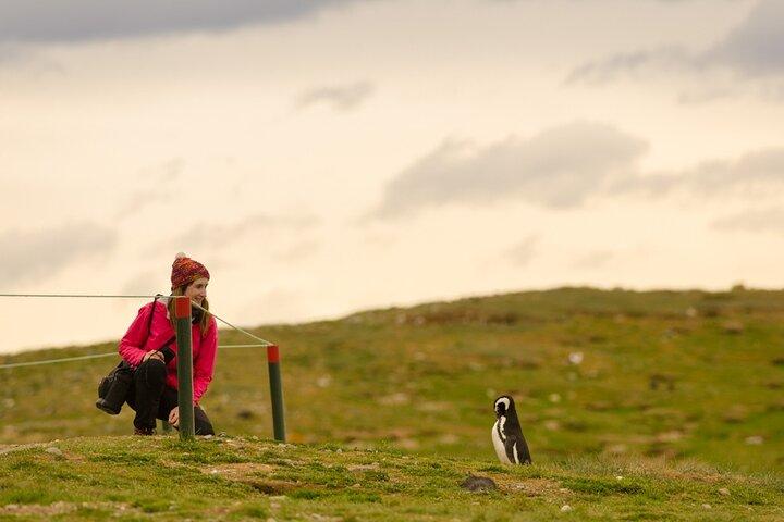 Walk alongside Penguins on Magdalene Island and navigate Marta Island
