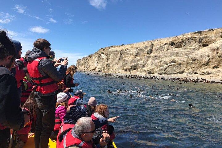 Walk alongside Penguins on Magdalene Island and navigate Marta Island