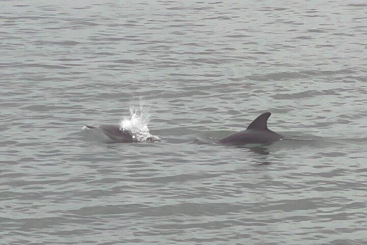 Adventure Boat Tours Dolphin Tails & History Cruise St Augustine