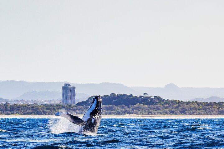 Swim with Whales Gold Coast