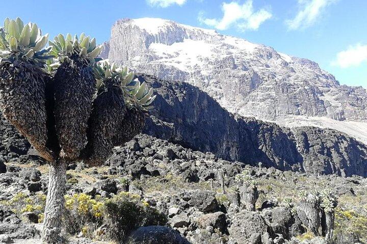 Day Trip to Kilimanjaro National Park