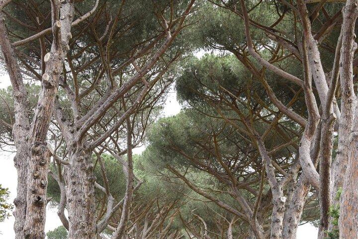 Castel Gandolfo - with private drop on and drop off
