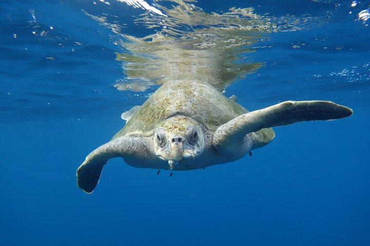 Private Guided Snorkeling in Cabo San Lucas