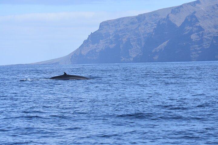 Los Gigantes Clifs Small-Group Sail Tour with Lunch