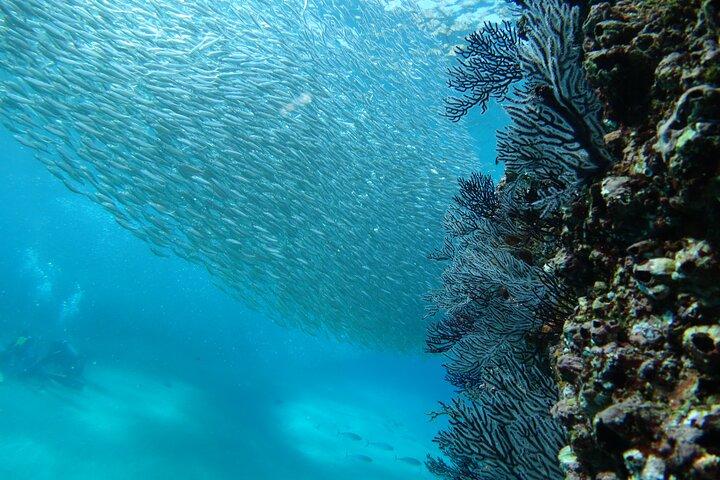 Private Dive Boat for Certified Divers - Cabo San Lucas
