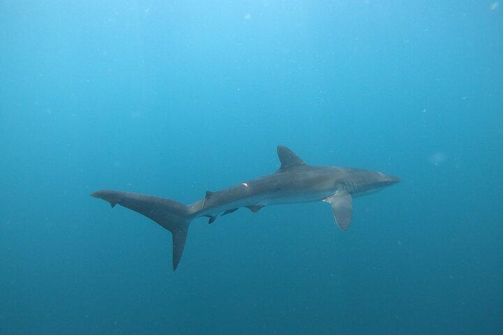 Private Dive Boat for Certified Divers - Cabo San Lucas