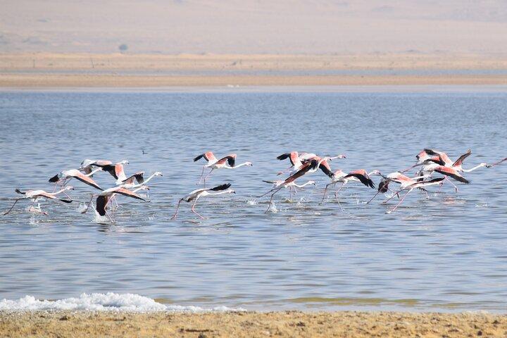 Full-Day Bird Watching Private Experience at Fayoum
