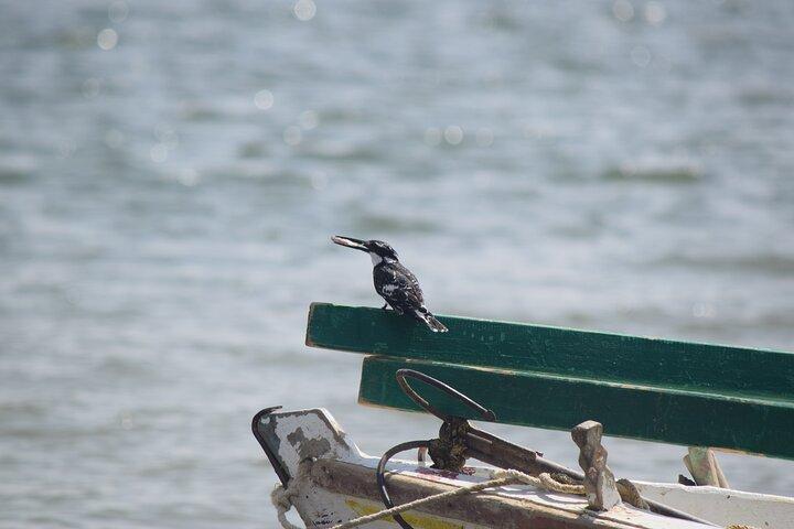 Full-Day Bird Watching Private Experience at Fayoum