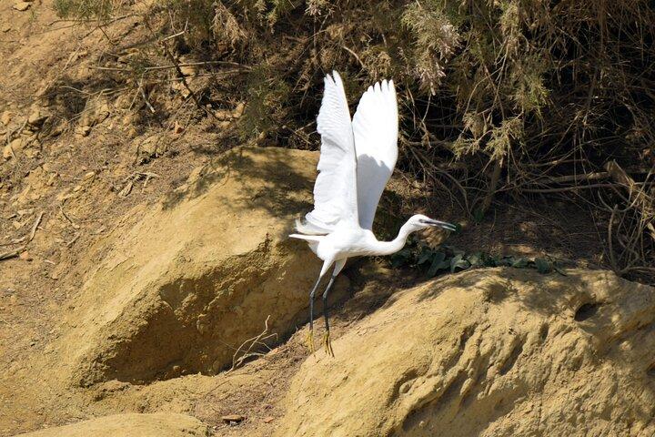 Full-Day Bird Watching Private Experience at Fayoum