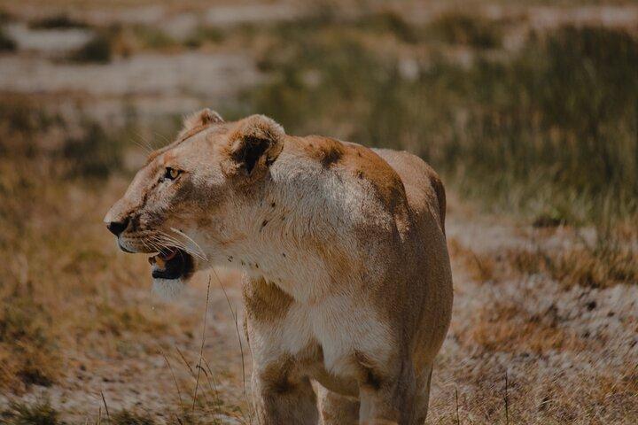 6 Days Budget Tanzania Camping