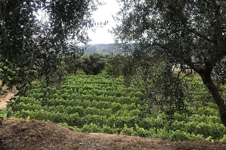 Semi Private Organic Wine & Food Tasting Tour (From Nice)