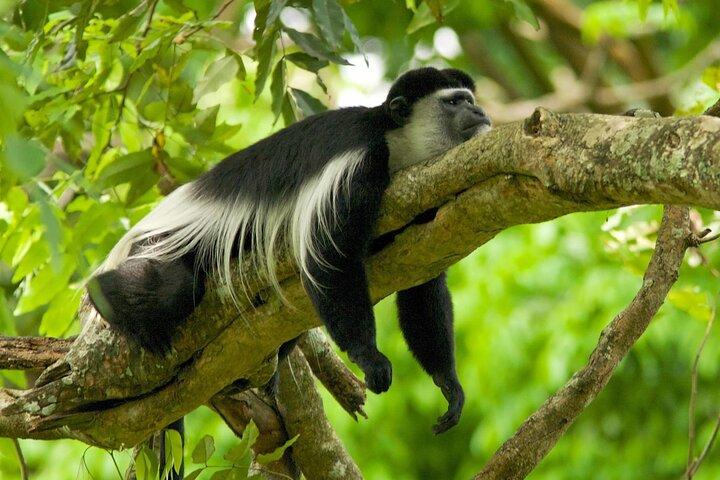 Private Mount Kilimanjaro Day Hike: Shira Plateau or Marangu