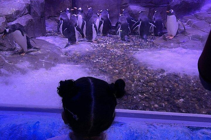 Mall Aquarium and Underwater Zoo