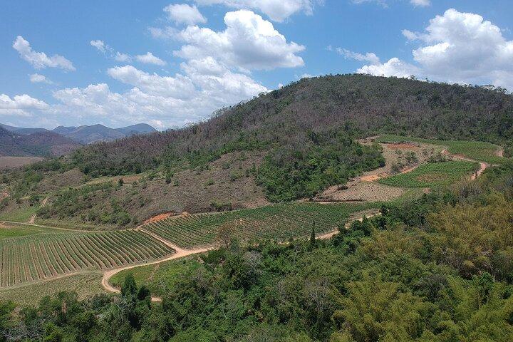 Full-Day Winery Tour from Rio