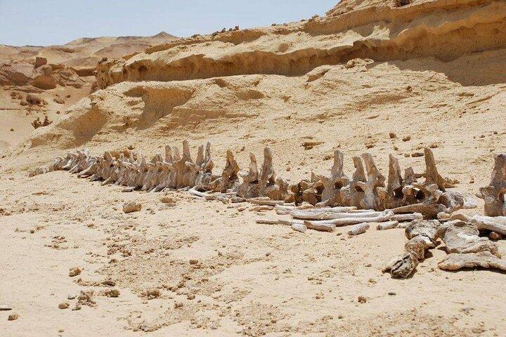 Private Tour to Whales Valley & Wadi El Rayan Waterfalls in El Fayoum from Cairo