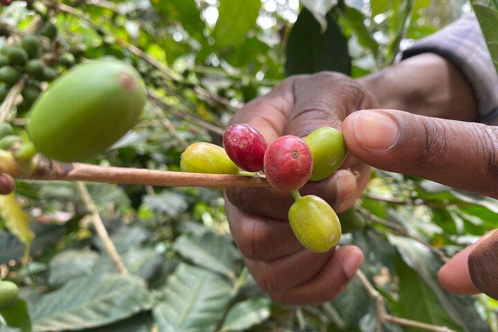 Organic Coffee Tour and Local Food Experience in Arusha