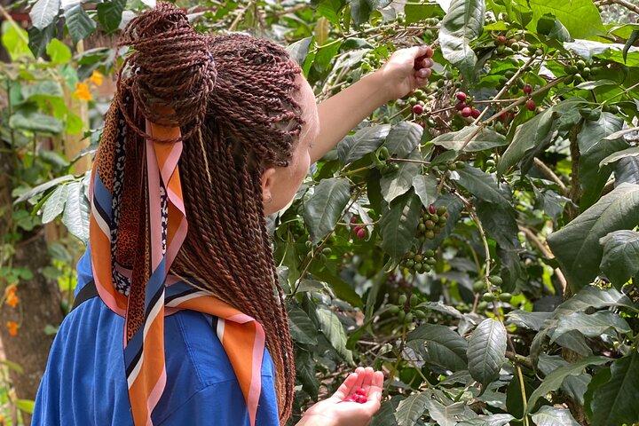 Organic Coffee Tour and Local Food Experience in Arusha