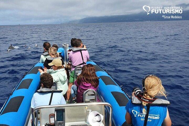 Whale and dolphin watching in Pico Island