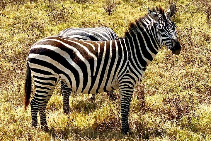 5-Day Private Safari in The Serengeti with Accommodation