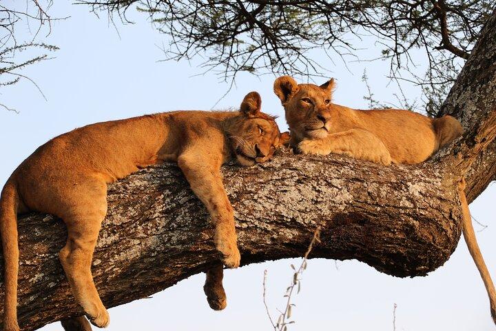 7 DAY SERENGETI - Ultimate Tanzania Safari