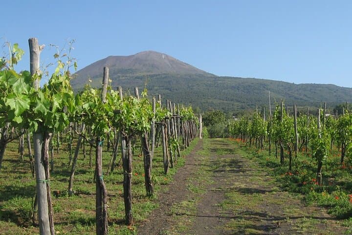 Naples transfer to Sorrento with stop at Winery or Vice Versa