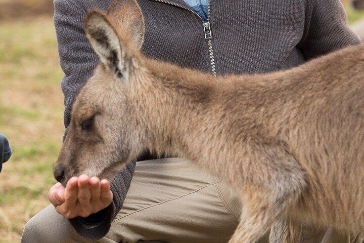 Bonorong Wildlife Park and Richmond Afternoon Tour from Hobart