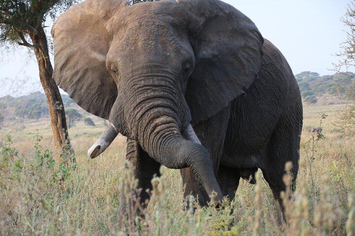 7 DAY SERENGETI - Ultimate Tanzania Safari