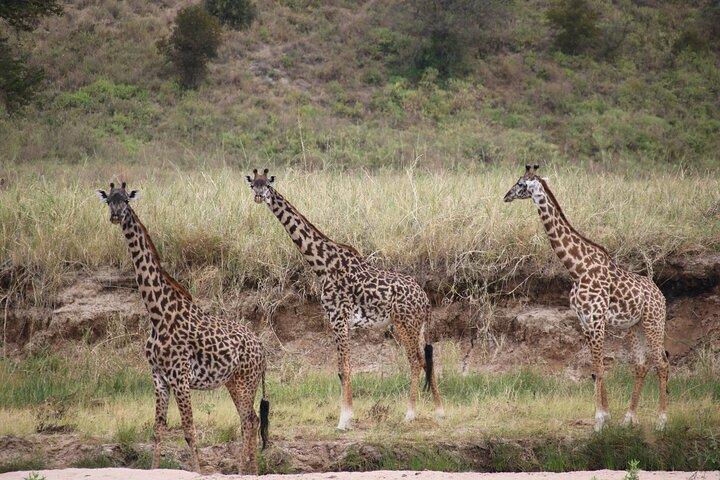 7 DAY SERENGETI - Ultimate Tanzania Safari